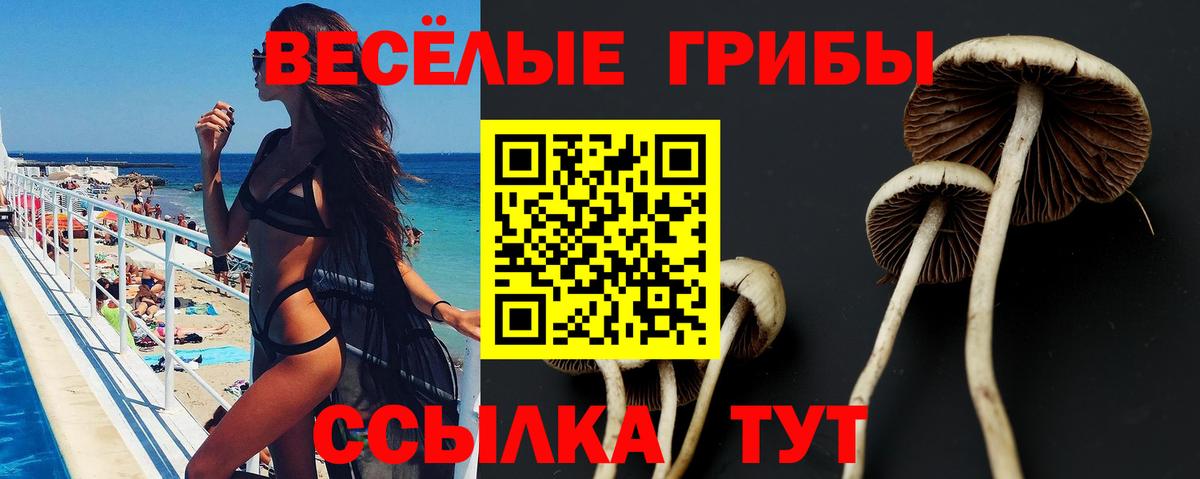 Псилоцибиновые грибы Psilocybe Лесосибирск